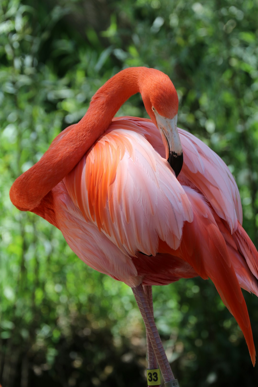  pink pelican flamingo