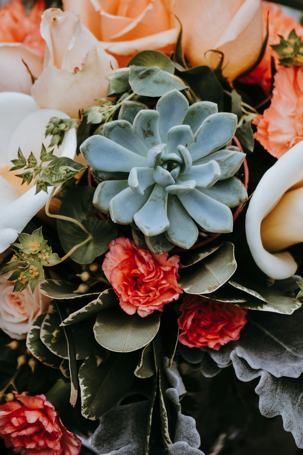 succulent plants and pink roses