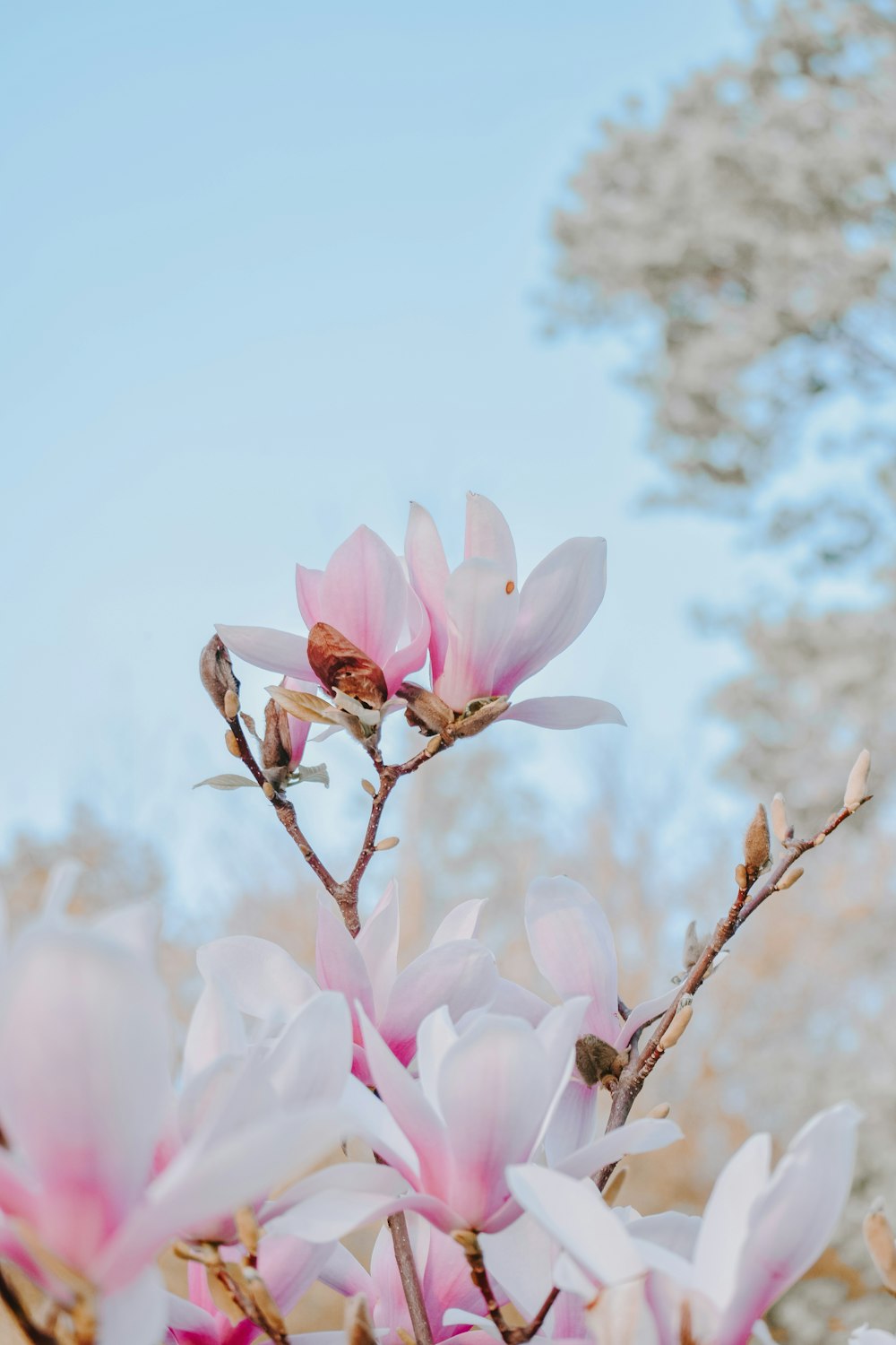 분홍색 꽃의 얕은 초점 사진