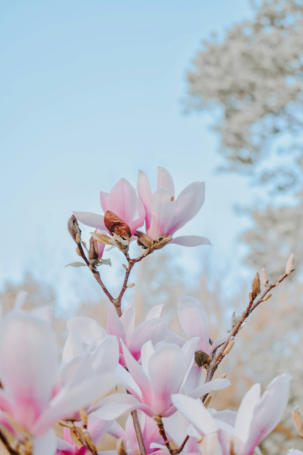 Fotografia de foco raso de flores cor-de-rosa