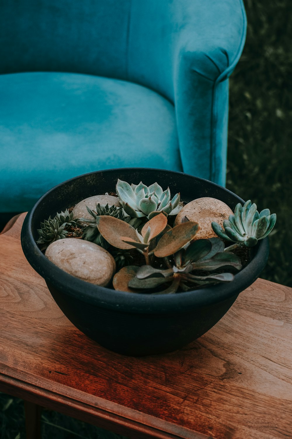 succulent plant on teal pot