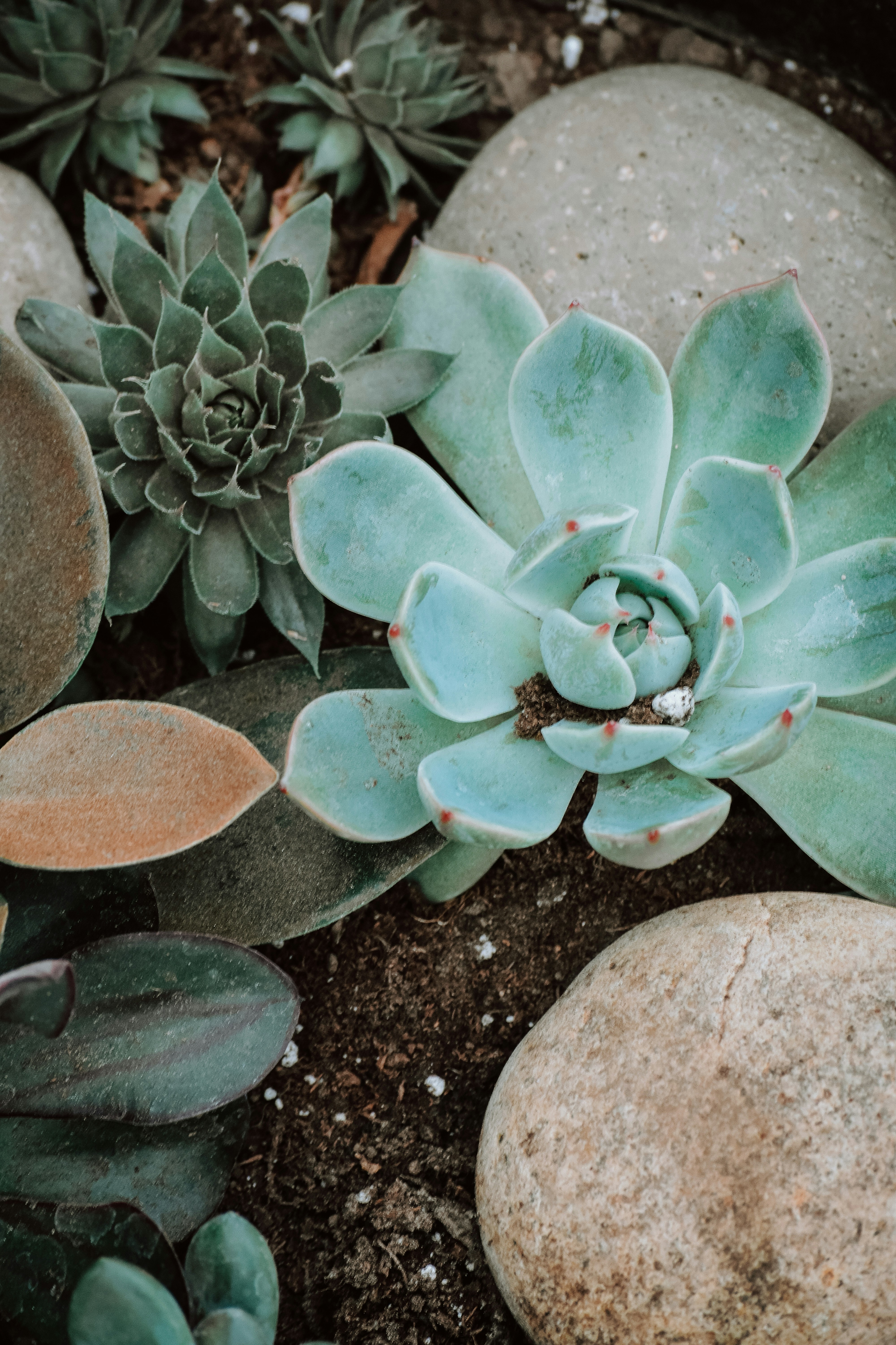 PLANTS | 8 best free plant, succulent, flora and grey photos on Unsplash