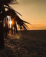 A golden sunset casting warm light over a palm-lined beach on Saona Island.