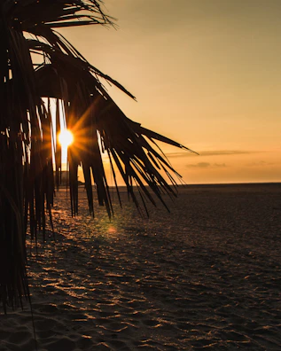 A golden sunset casting warm light over a quiet beach with palm trees swaying gently.