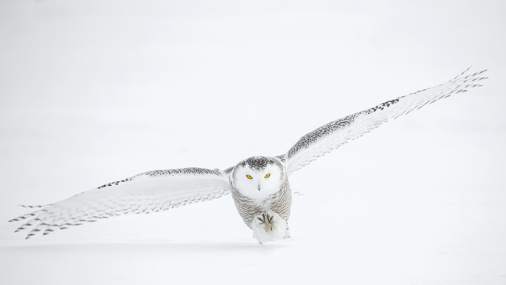 空飛ぶフクロウの写真