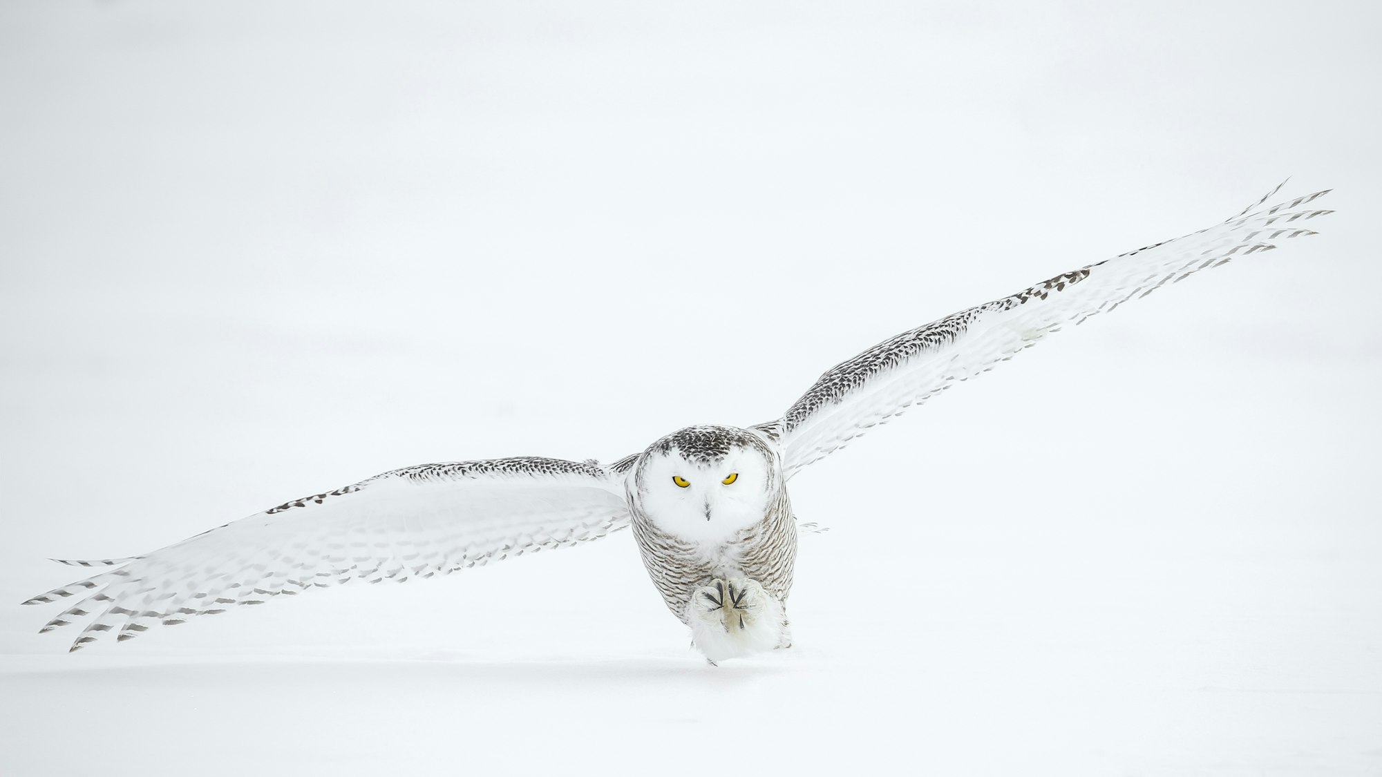 A snowy owl in the wintery landscape of Alberta, Canada photographed in -35 degree temperatures.