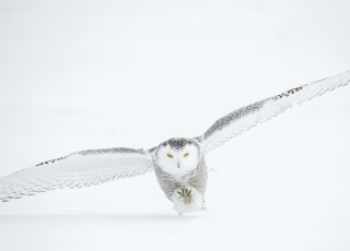 photo of flying owl