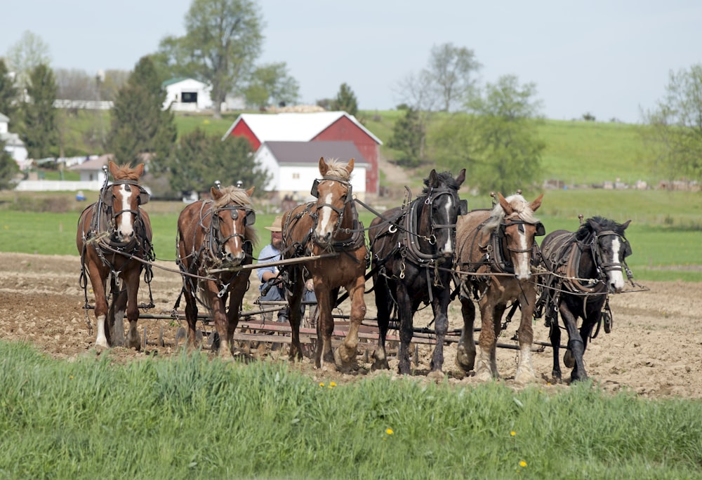 man cultivating soil by riding horse