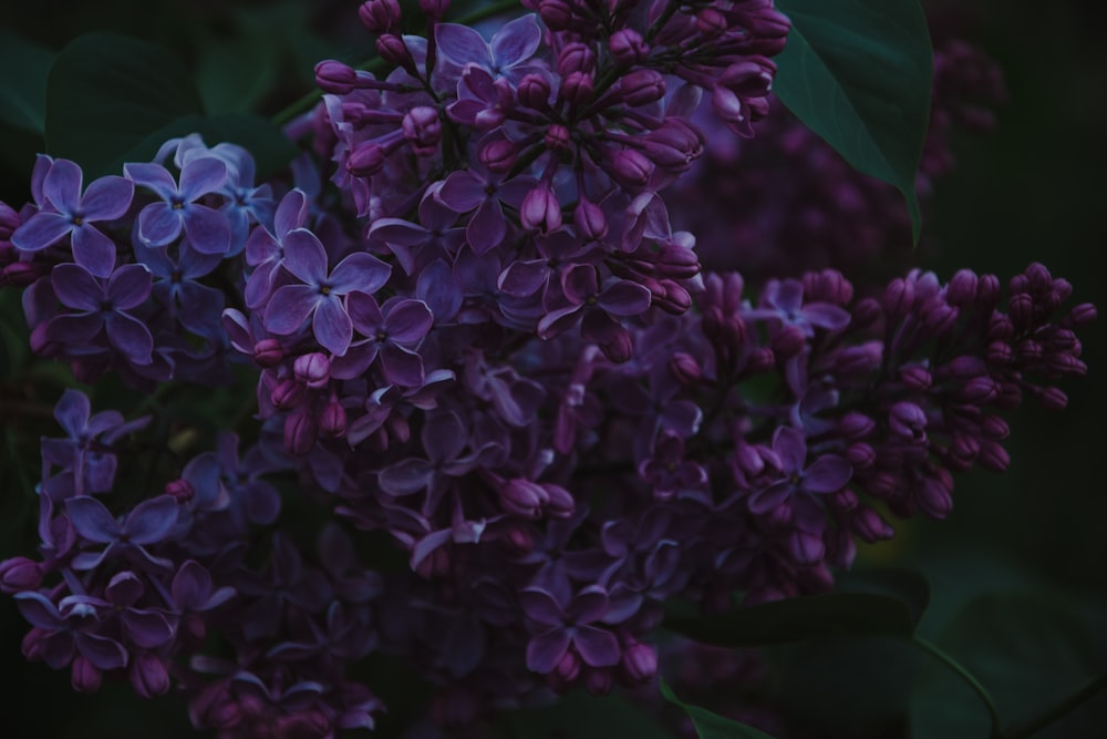 Photographie à mise au point peu profonde de fleurs violettes