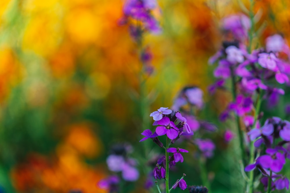 closeup photo of purple petaled flowers