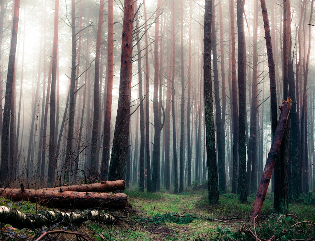 forest trees with fog