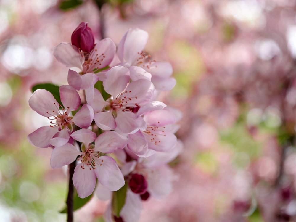 selective focus photo of pink petaled flower