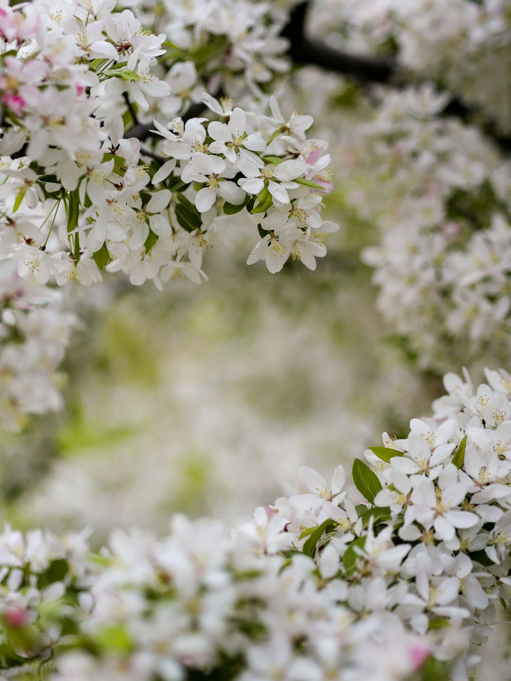 白い花びらの顕花植物