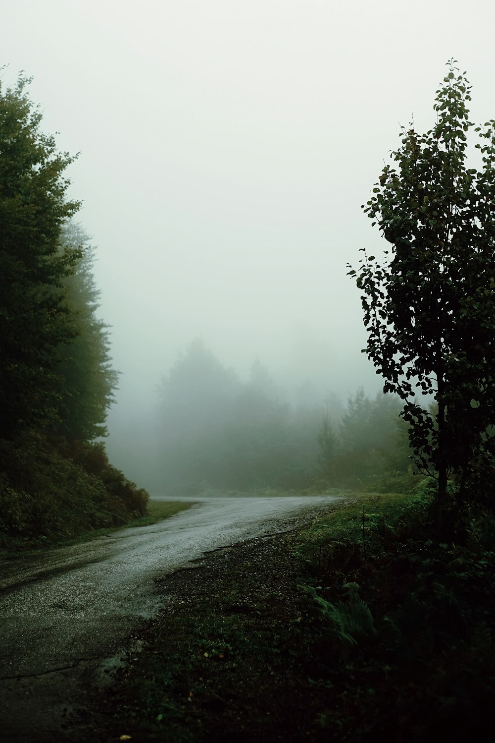 foggy street with trees on sides