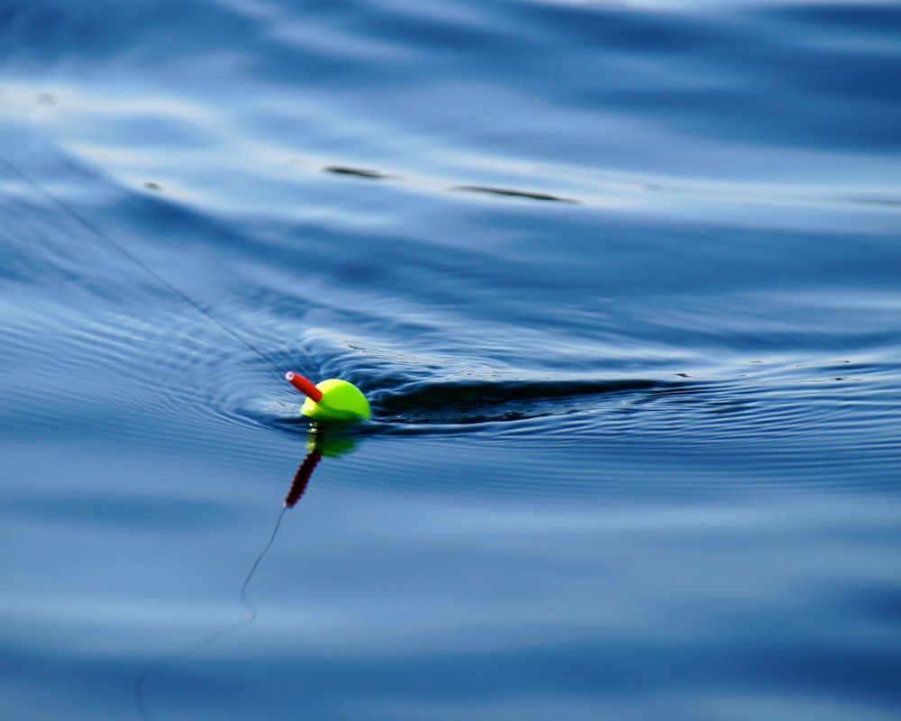 close up photography of floater