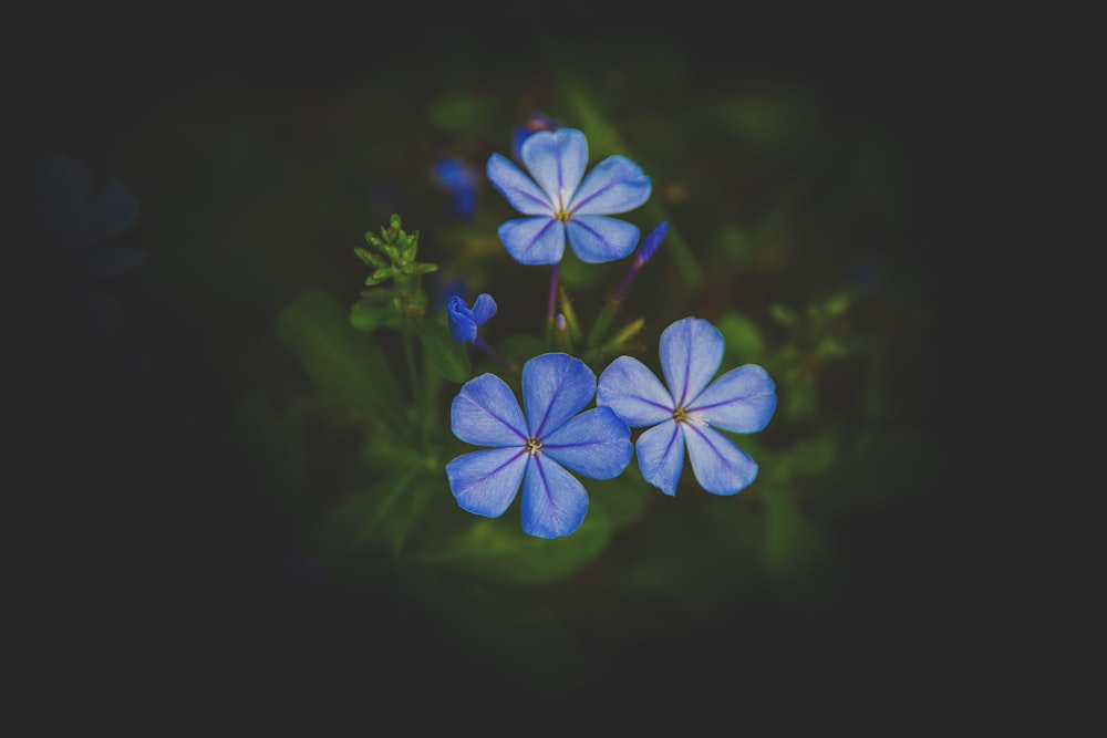 흰색과 파란색 꽃잎이 달린 세 개의 선택적 초점 사진