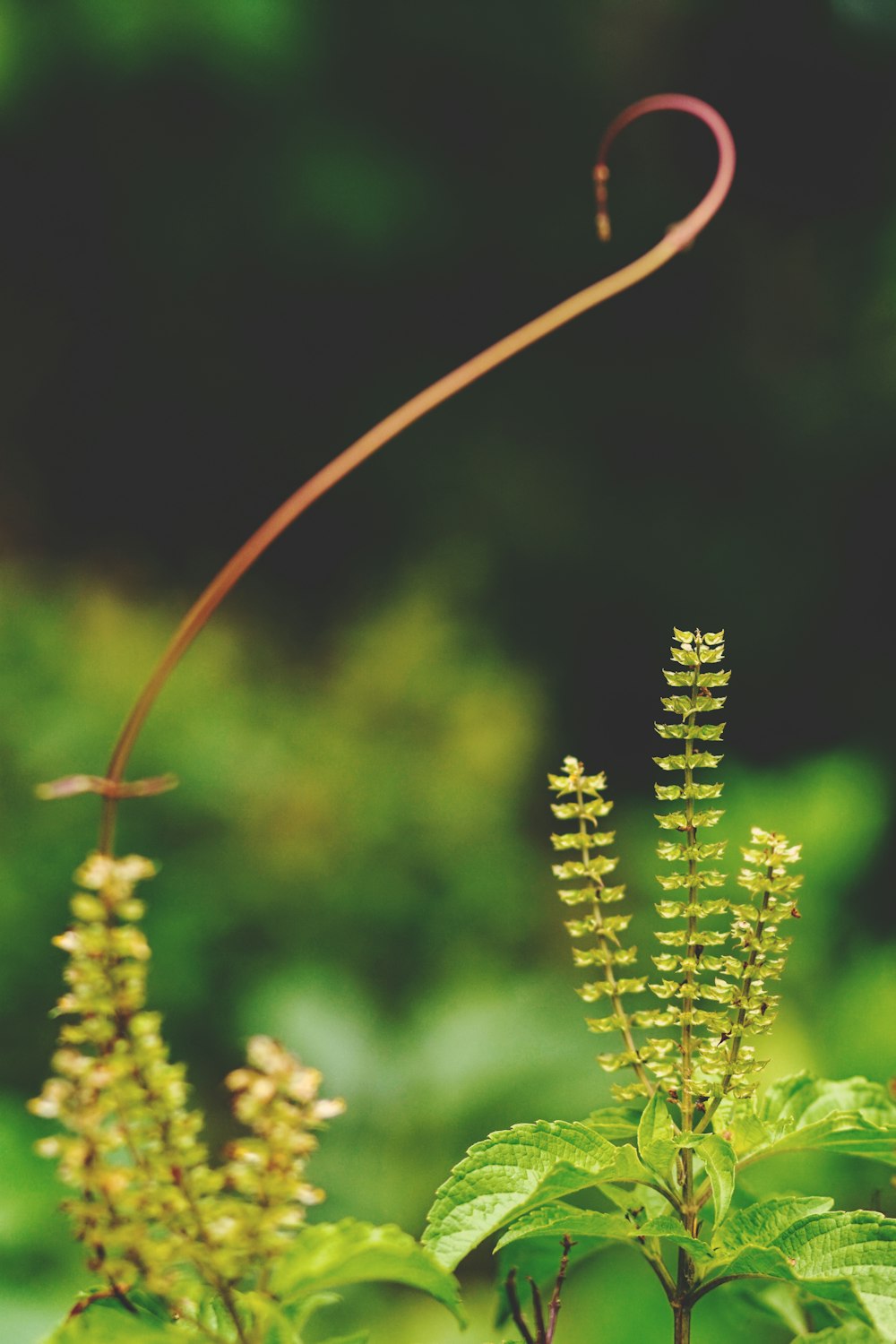 얕은 초점 사진에서 녹색 잎 식물