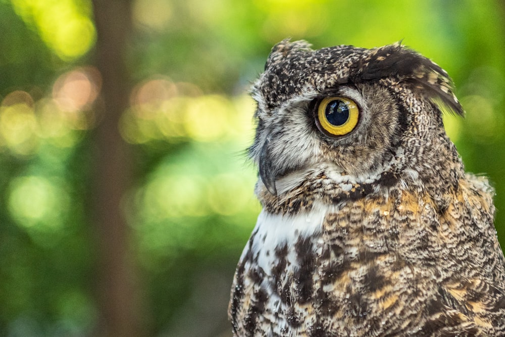 selective focus photography of gray owl during daytime