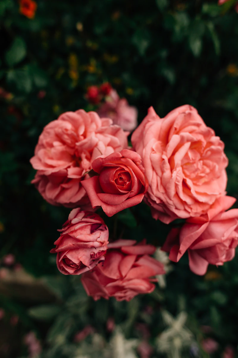 Rose bush blooming in residential garden