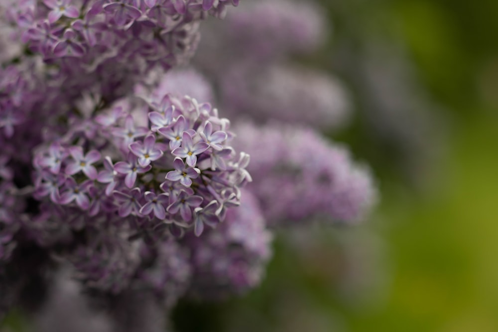 selective focus photo of purple cluster flower