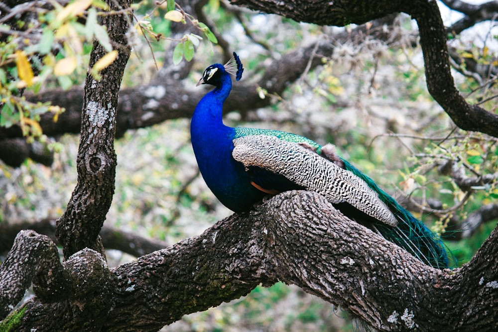 blue, green, and black peacock on the tree trunk photography