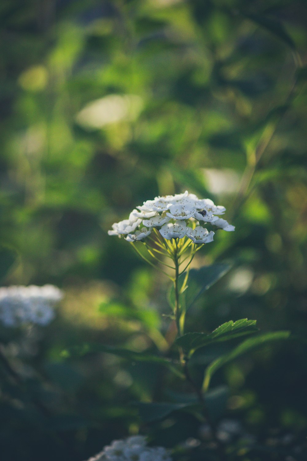 shallow focus photography of flower