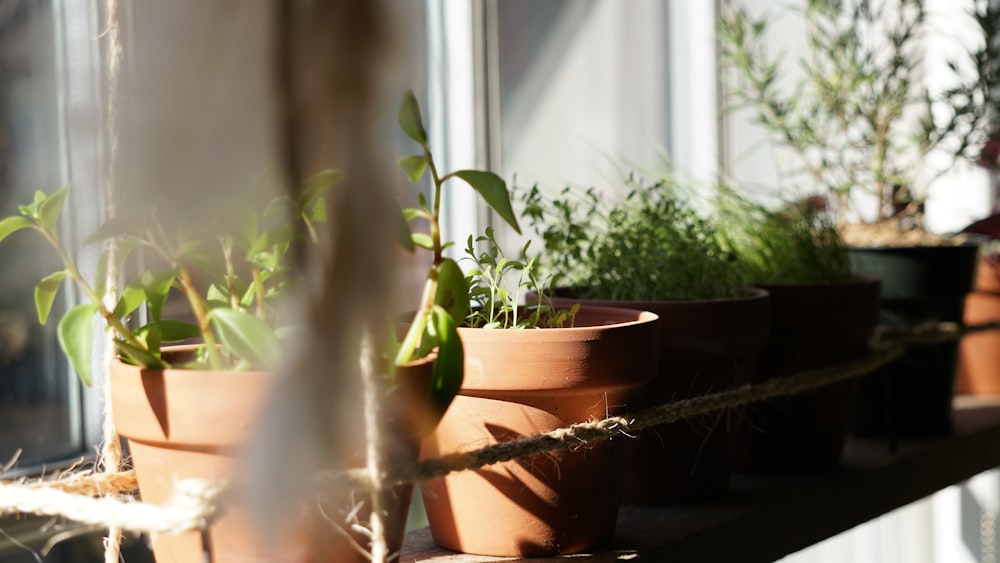 shallow focus photography of green potted plants