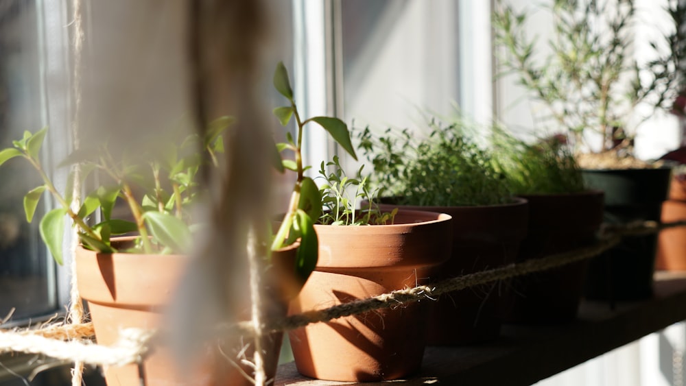 fotografia de foco raso de vasos verdes de plantas