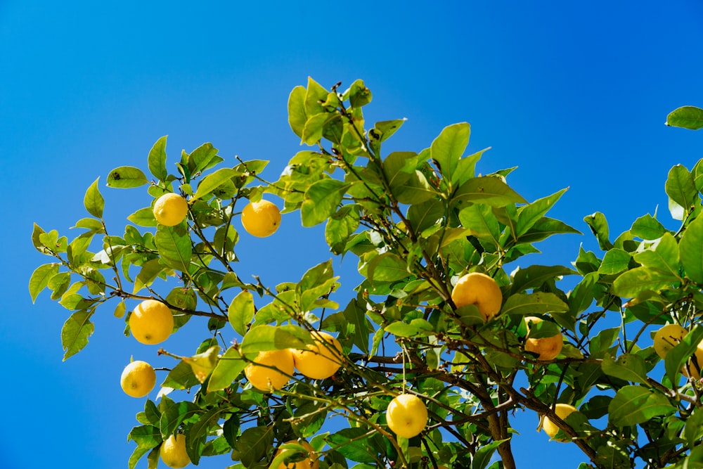 Orangefarbene Früchte unter blauem Himmel