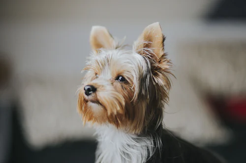 İpeksi siyah ve kahverengi tüylü küçük Yorkshire Terrier
