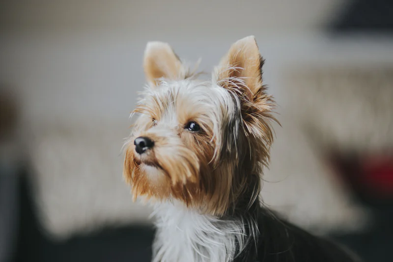 Kendinden emin duran ipeksi tüylü Yorkshire Terrier
