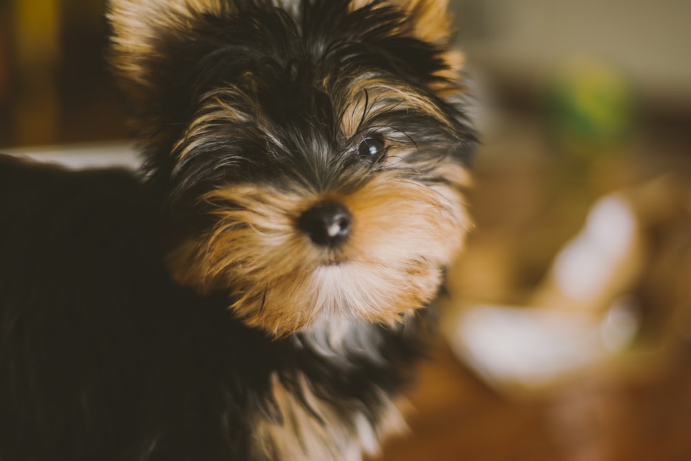 Selektives Foto eines mittelhaarigen schwarzen und hellbraunen Hundes