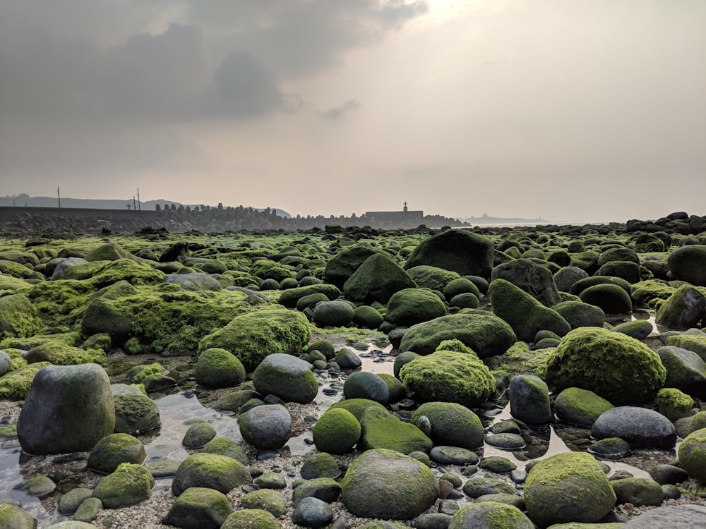 gray stones covered with green plants