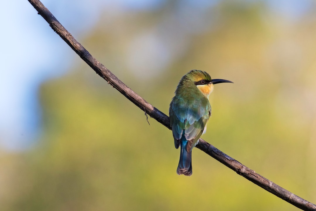 Wildlife photo spot Cairns Lake Barrine QLD