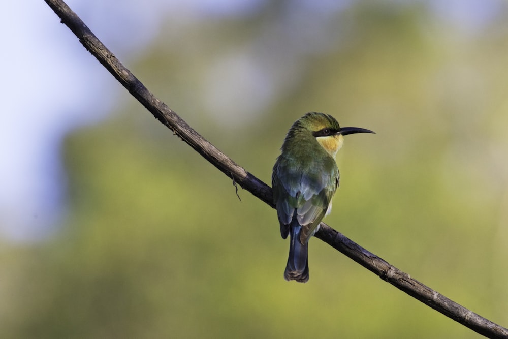 gray and blue bird perching on tree twig in close-up photography