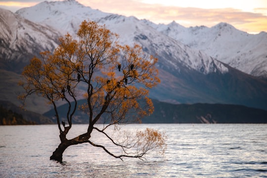 Lake Wanaka things to do in Glaciers of New Zealand