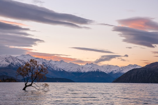 tree in the middle of ocean under cloudy sky in Lake Wanaka New Zealand