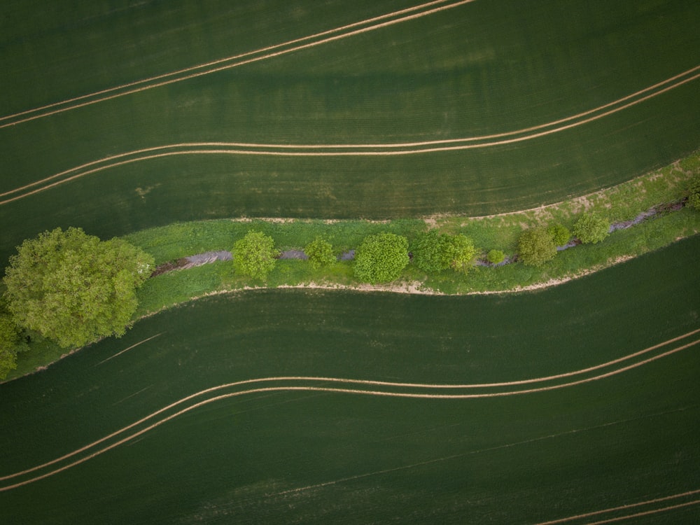 aerial view photo of trees