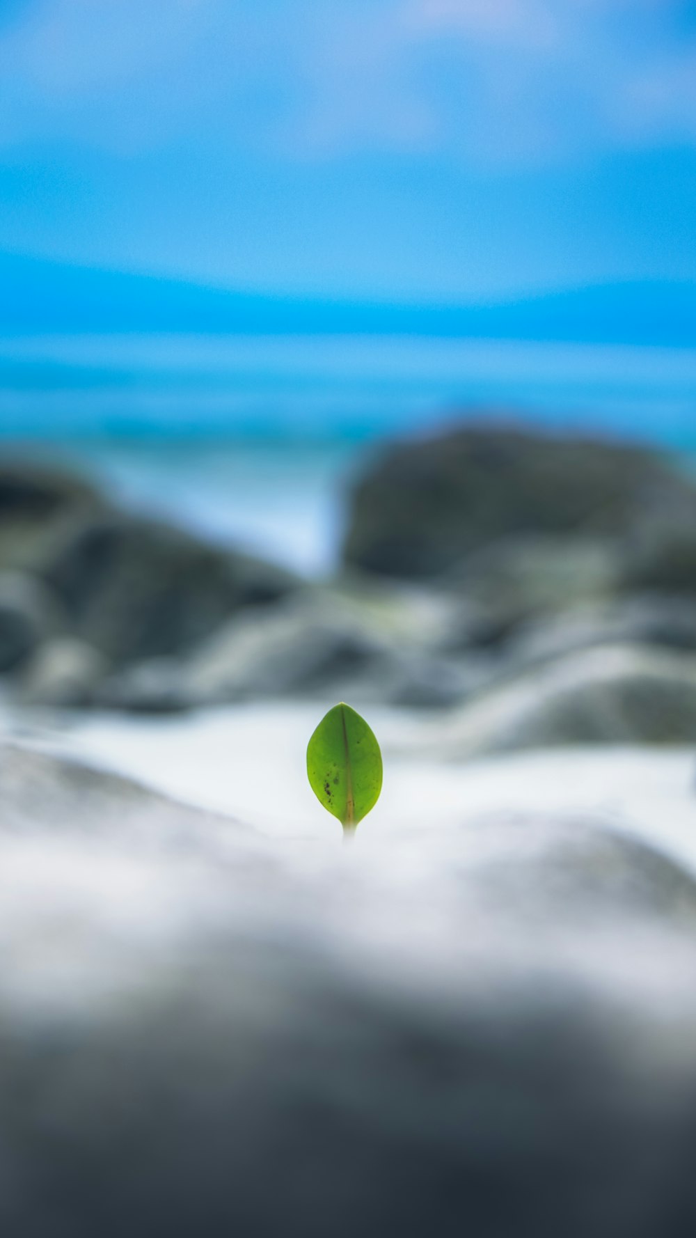 Fotografía de enfoque superficial de hoja verde