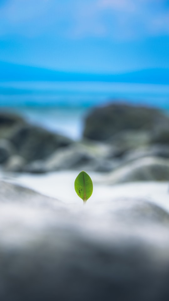 shallow focus photography of green leaf in Andaman and Nicobar Islands India