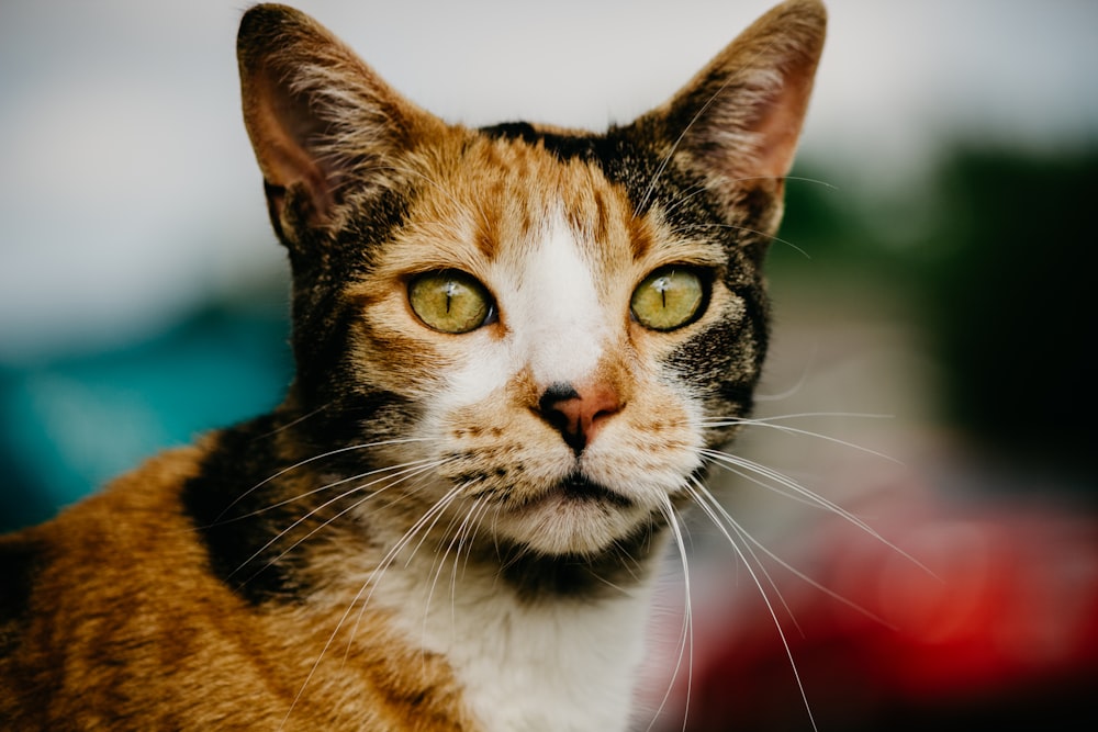 tilt shift photography of a brown and black cat