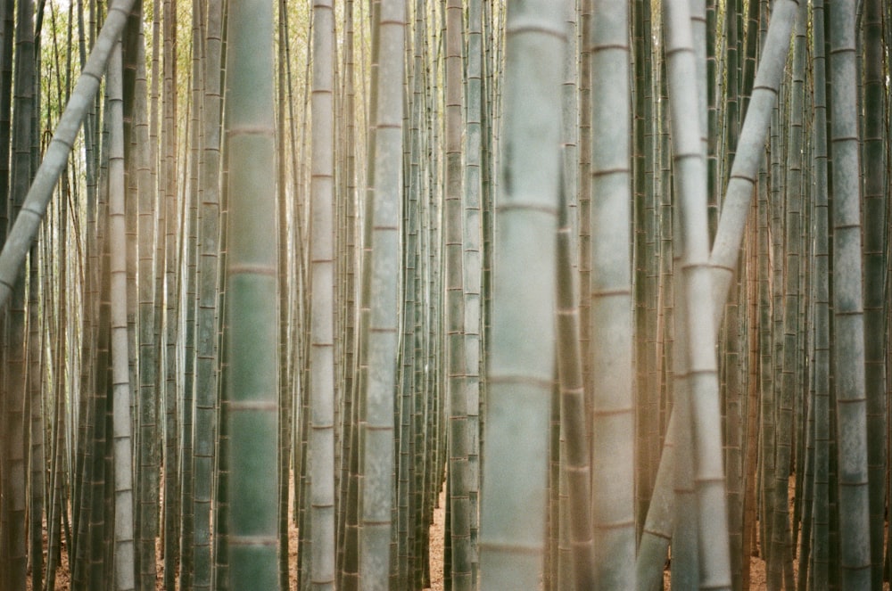 green bamboo plant