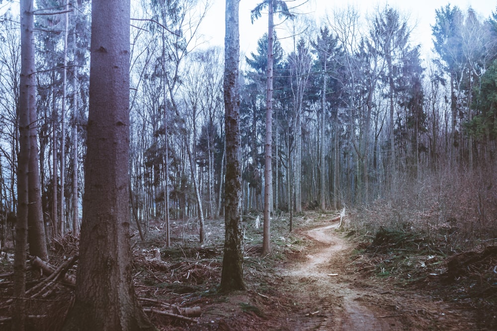 Tagsüber unbefestigter Weg zwischen den Wäldern