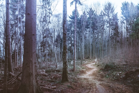 dirt road between woods during daytime in Süchteln Germany