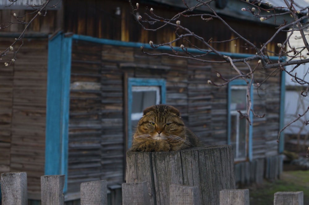 beige tabby cat on top of gray wooden post