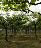 Prestataire viticole Béziers, vignes dans l'Hérault