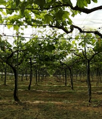 Rows of grapevines stretch into the distance, supported by a trellis system. The lush green leaves form a canopy overhead, filtering light and casting shadows on the cultivated ground below. The scene is symmetrical and well-organized, typical of a vineyard.