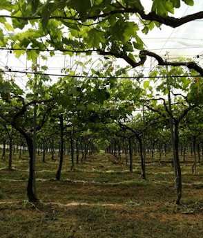 Rows of grapevines stretch into the distance, supported by a trellis system. The lush green leaves form a canopy overhead, filtering light and casting shadows on the cultivated ground below. The scene is symmetrical and well-organized, typical of a vineyard.
