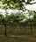 Rows of grapevines stretch into the distance, supported by a trellis system. The lush green leaves form a canopy overhead, filtering light and casting shadows on the cultivated ground below. The scene is symmetrical and well-organized, typical of a vineyard.