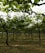 Rows of grapevines stretch into the distance, supported by a trellis system. The lush green leaves form a canopy overhead, filtering light and casting shadows on the cultivated ground below. The scene is symmetrical and well-organized, typical of a vineyard.